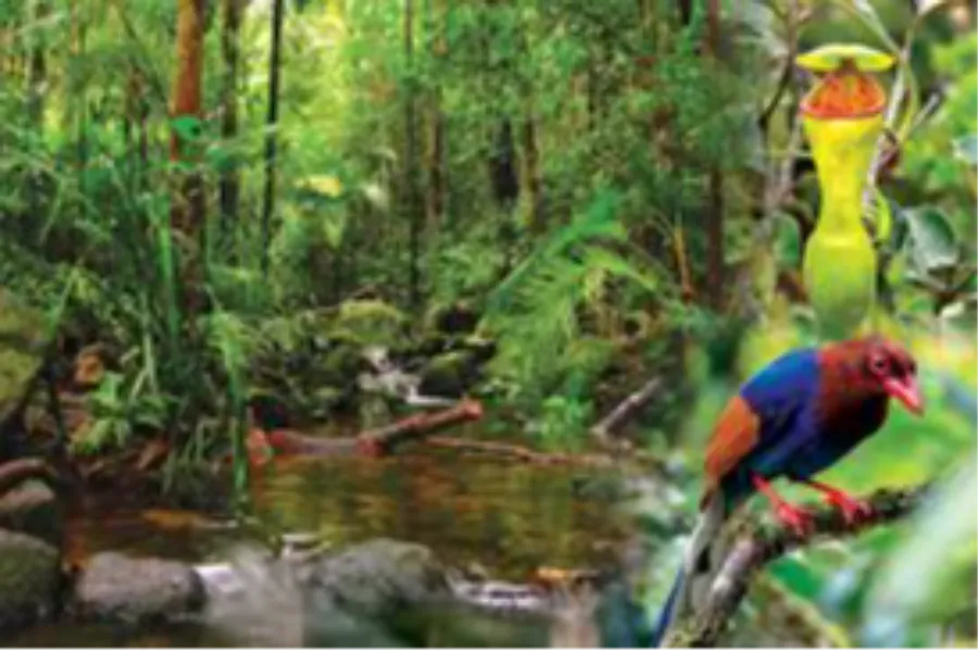 Sinharaja Rainforest Tour | 2-Day Eco Adventure | Viathra Leisure