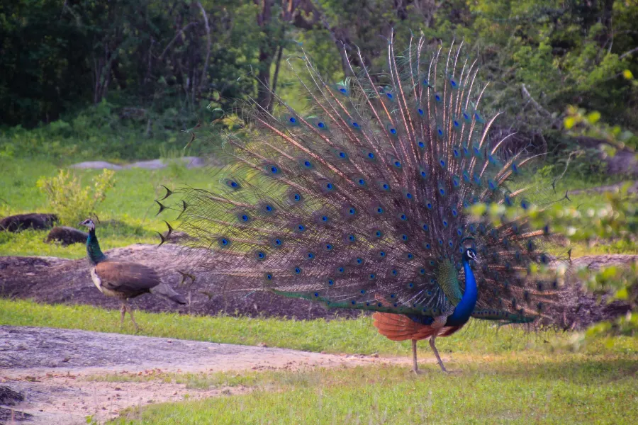 Yala National Park 2-Day Safari with 1-Night Camping & BBQ Dinner (All-Inclusive)