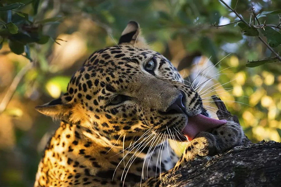 Yala National Park 2-Day Safari with 1-Night Camping & BBQ Dinner (All-Inclusive)