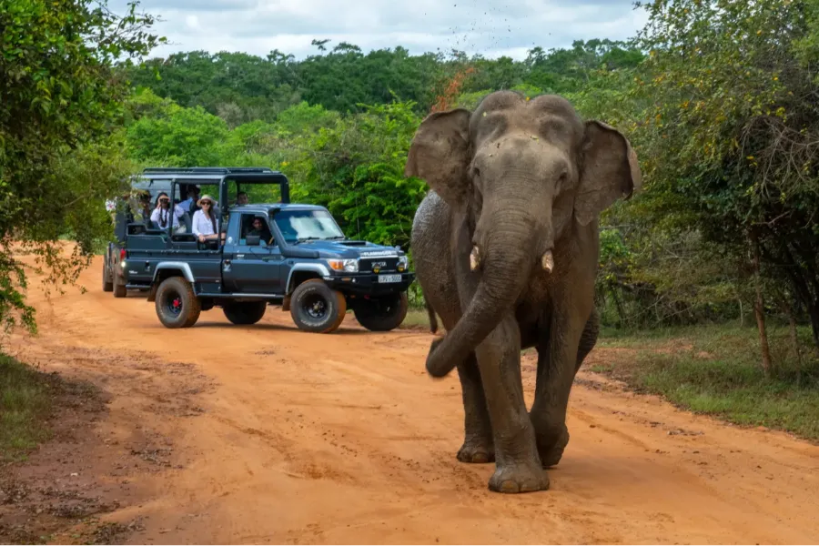 Yala National Park 2-Day Safari with 1-Night Camping & BBQ Dinner (All-Inclusive) | Viathra Leisure