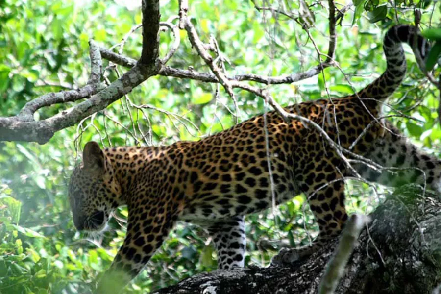 Yala National Park 2-Day Safari with 1-Night Camping & BBQ Dinner (All-Inclusive) | Viathra Leisure