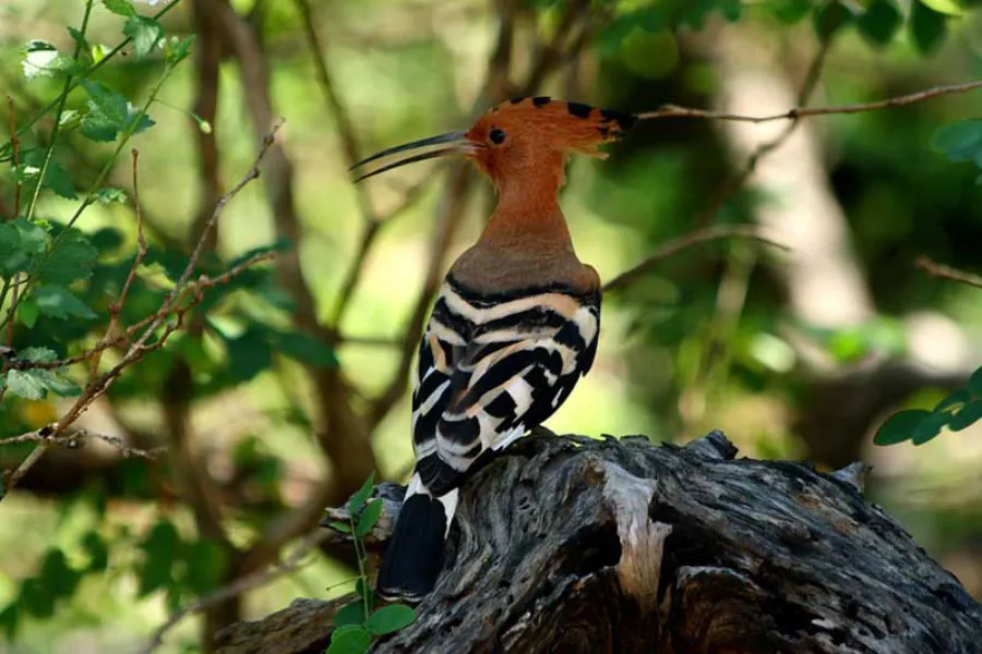 Yala National Park 2-Day Safari with 1-Night Camping & BBQ Dinner (All-Inclusive) | Viathra Leisure