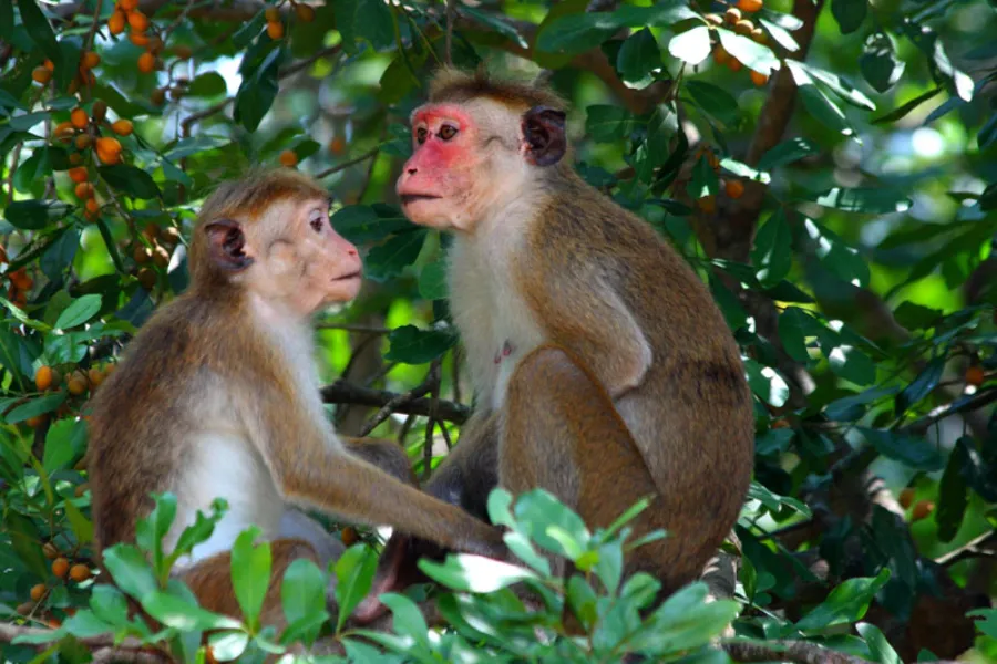 Yala National Park 2-Day Safari with 1-Night Camping & BBQ Dinner (All-Inclusive) | Viathra Leisure
