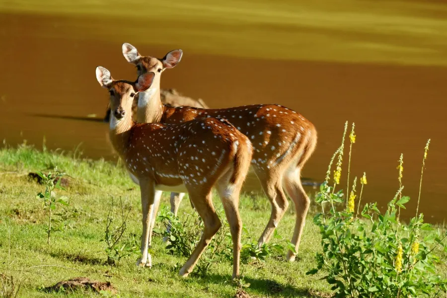 Yala National Park 2-Day Safari with 1-Night Camping & BBQ Dinner (All-Inclusive) | Viathra Leisure