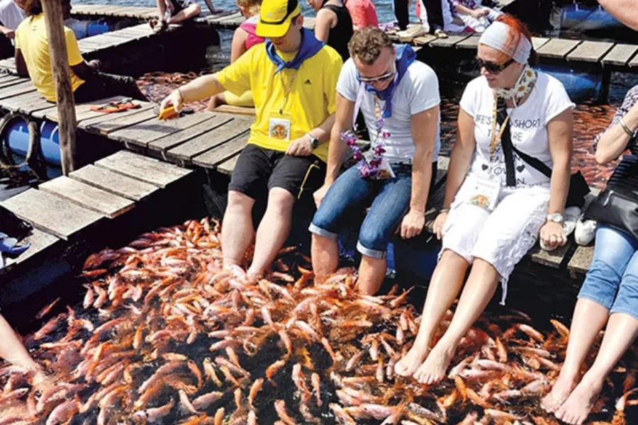 Galle Day Tour with Madu River Safari, Kosgoda Turtle Hatchery & Cultural Stops (All-Inclusive) | Viathra Leisure