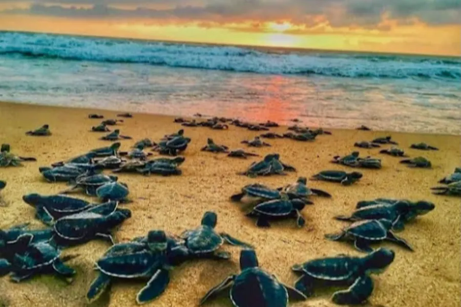 Galle Day Tour with Madu River Safari, Kosgoda Turtle Hatchery & Cultural Stops (All-Inclusive) | Viathra Leisure