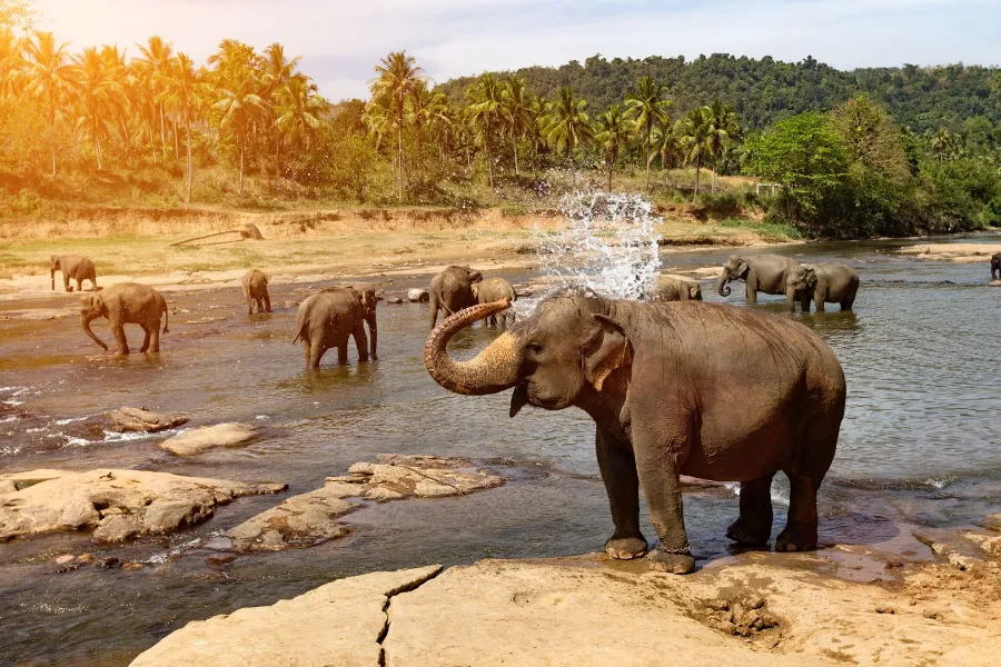 Kandy Royal Heritage Day Tour – All-Inclusive Cultural Experience from Colombo, Negombo, or Bentota private Sri Lanka tour