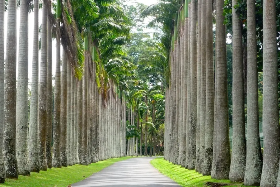 Kandy Royal Heritage Day Tour – All-Inclusive Cultural Experience from Colombo, Negombo, or Bentota | Viathra Leisure