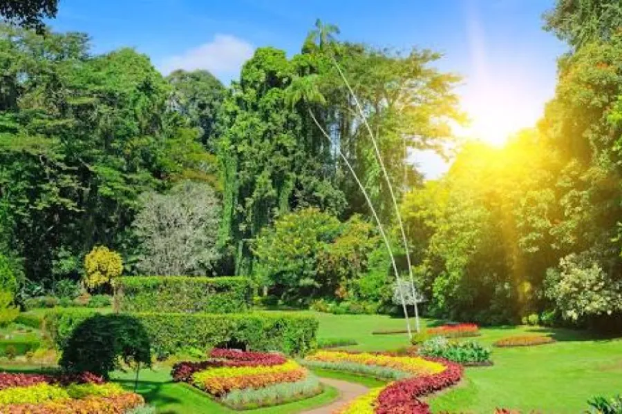 Kandy Royal Heritage Day Tour – All-Inclusive Cultural Experience from Colombo, Negombo, or Bentota | Viathra Leisure