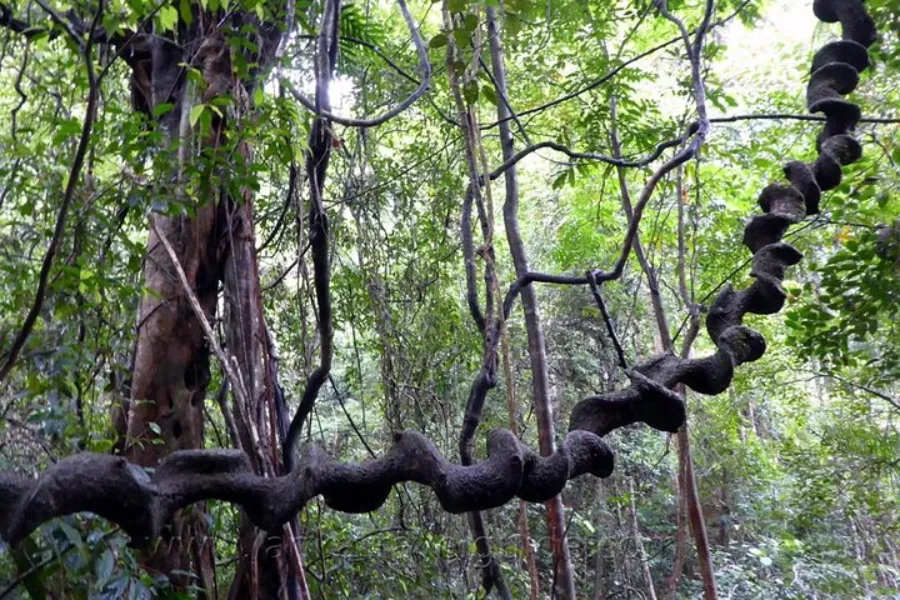 Sinharaja Rainforest Day Tour – All-Inclusive Jungle Trek from Colombo, Bentota, or Galle | Viathra Leisure