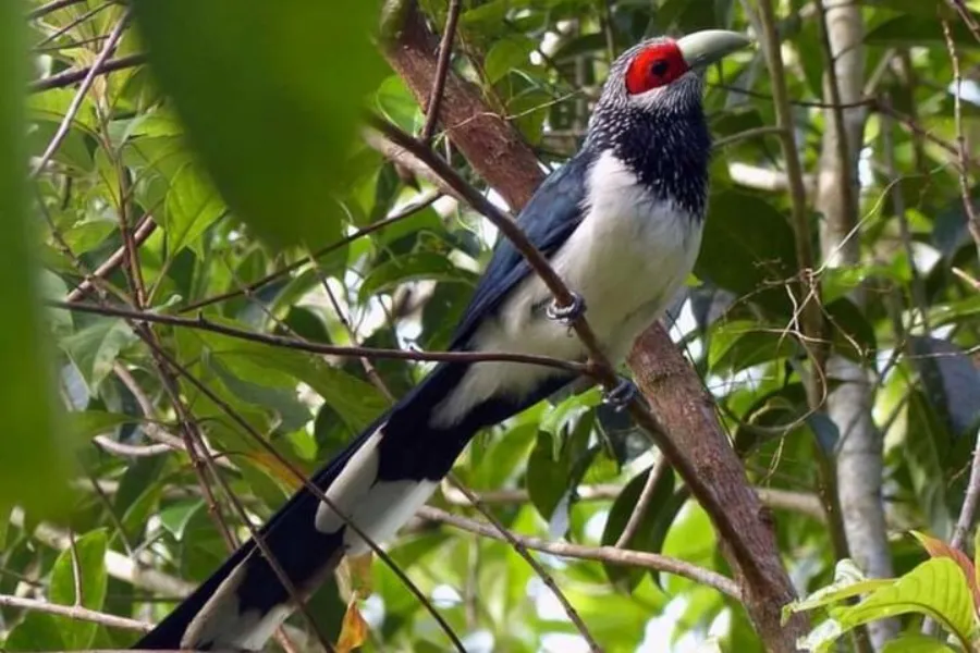 Sinharaja Rainforest Day Tour – All-Inclusive Jungle Trek from Colombo, Bentota, or Galle | Viathra Leisure
