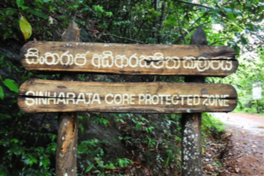 Sinharaja Rainforest Day Tour – All-Inclusive Jungle Trek from Colombo, Bentota, or Galle | Viathra Leisure