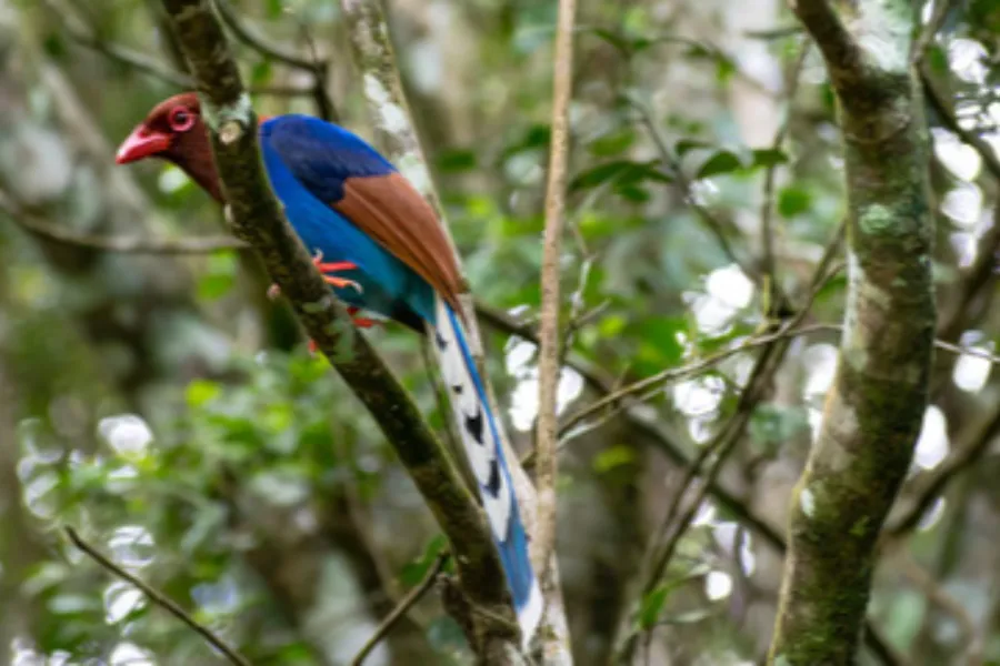 Sinharaja Rainforest Day Tour – All-Inclusive Jungle Trek from Colombo, Bentota, or Galle | Viathra Leisure