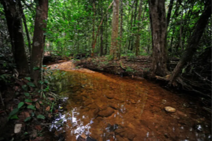 Sinharaja Rainforest Day Tour – All-Inclusive Jungle Trek from Colombo, Bentota, or Galle | Viathra Leisure