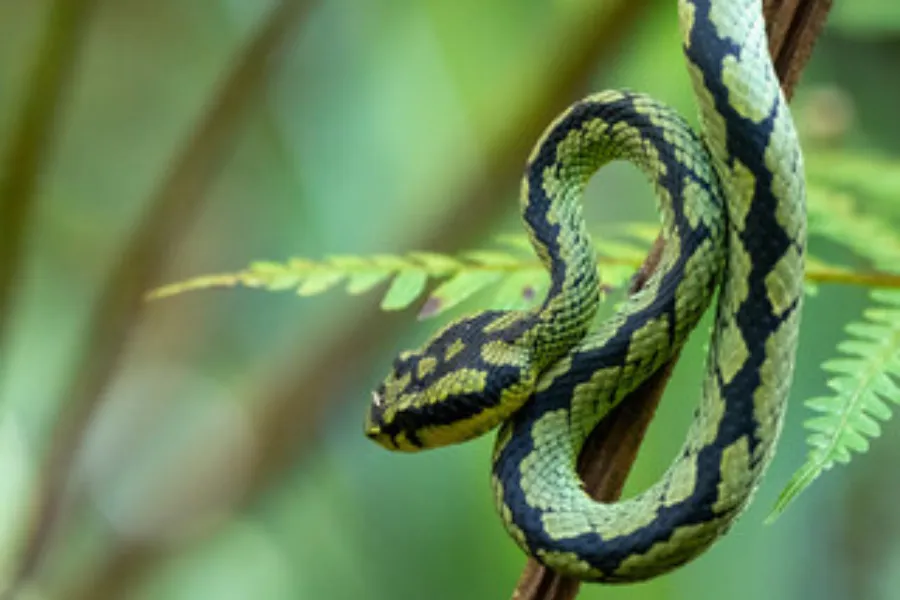 Sinharaja Rainforest Day Tour – All-Inclusive Jungle Trek from Colombo, Bentota, or Galle | Viathra Leisure
