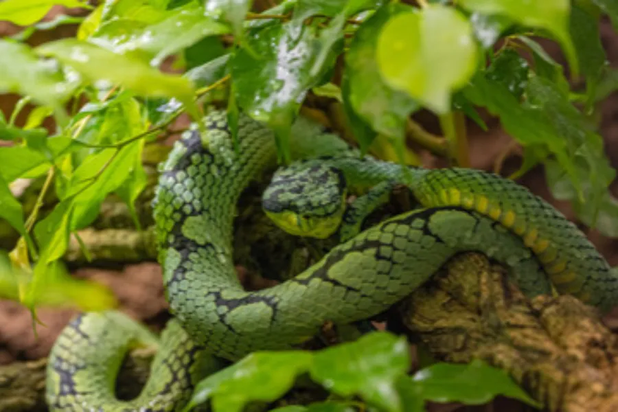 Sinharaja Rainforest Day Tour – All-Inclusive Jungle Trek from Colombo, Bentota, or Galle | Viathra Leisure
