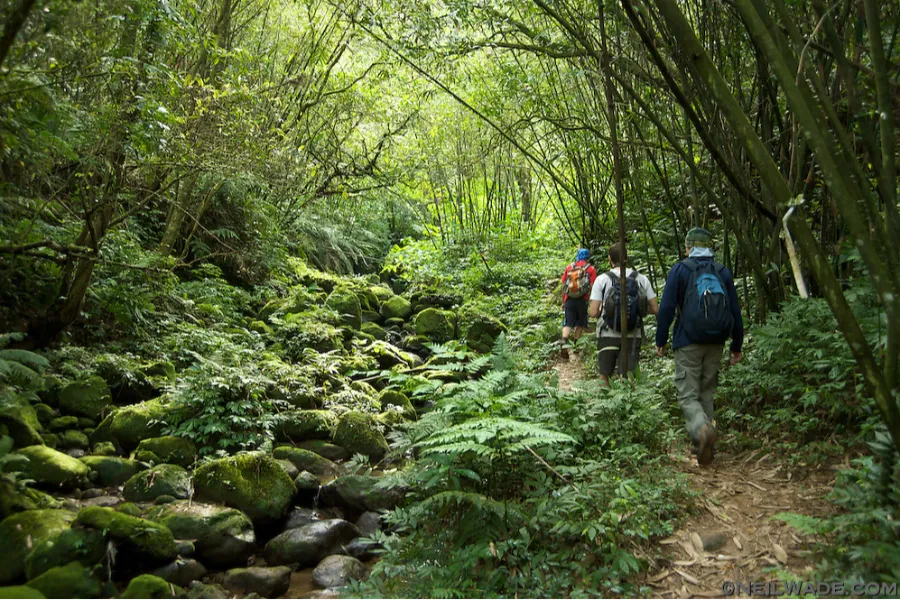 Sinharaja Rainforest Day Tour – All-Inclusive Jungle Trek from Colombo, Bentota, or Galle | Viathra Leisure