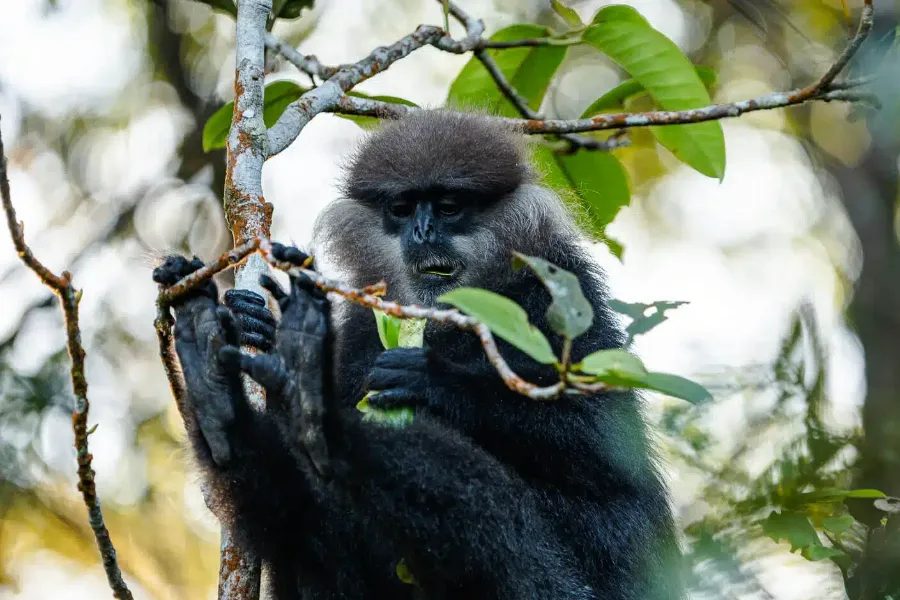 Sinharaja Rainforest Day Tour – All-Inclusive Jungle Trek from Colombo, Bentota, or Galle | Viathra Leisure