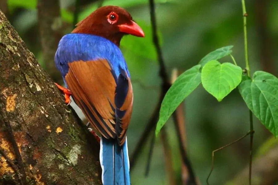 Sinharaja Rainforest Day Tour – All-Inclusive Jungle Trek from Colombo, Bentota, or Galle | Viathra Leisure