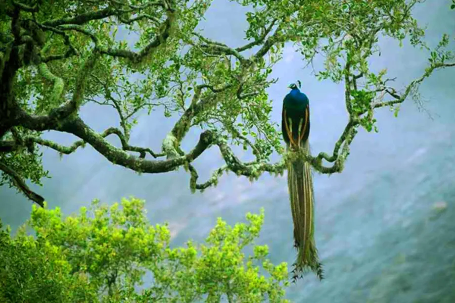 Sinharaja Rainforest Day Tour – All-Inclusive Jungle Trek from Colombo, Bentota, or Galle | Viathra Leisure