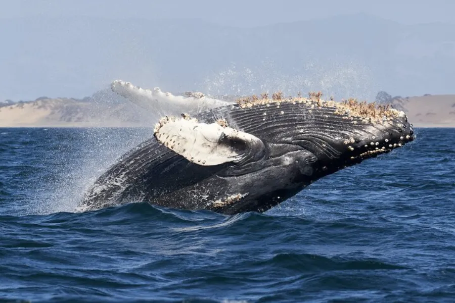 Mirissa Whale Watching & Galle Fort Tour – All-Inclusive Day Trip from Colombo or Bentota private Sri Lanka tour