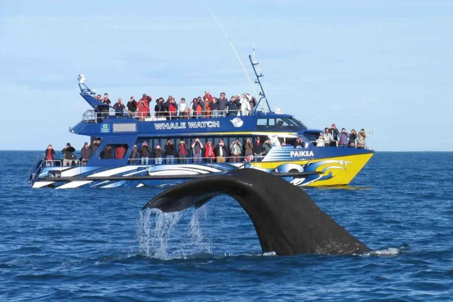 Mirissa Whale Watching & Galle Fort Tour – All-Inclusive Day Trip from Colombo or Bentota | Viathra Leisure