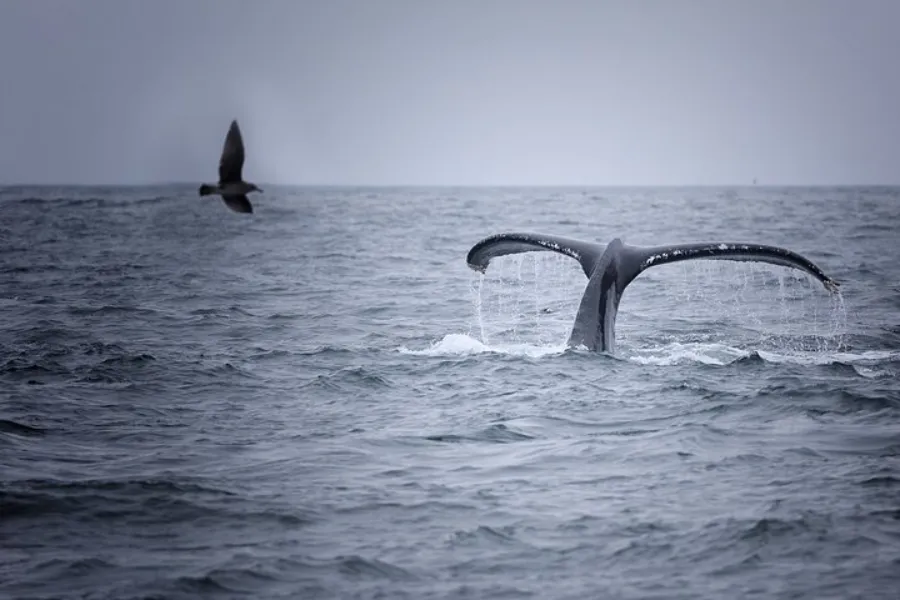 Mirissa Whale Watching & Galle Fort Tour – All-Inclusive Day Trip from Colombo or Bentota | Viathra Leisure