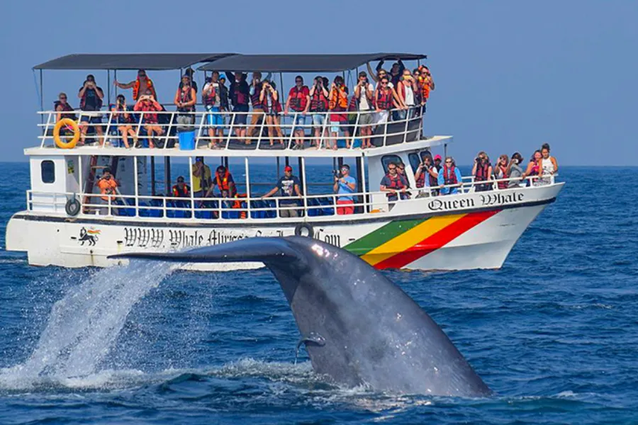 Mirissa Whale Watching & Galle Fort Tour – All-Inclusive Day Trip from Colombo or Bentota | Viathra Leisure