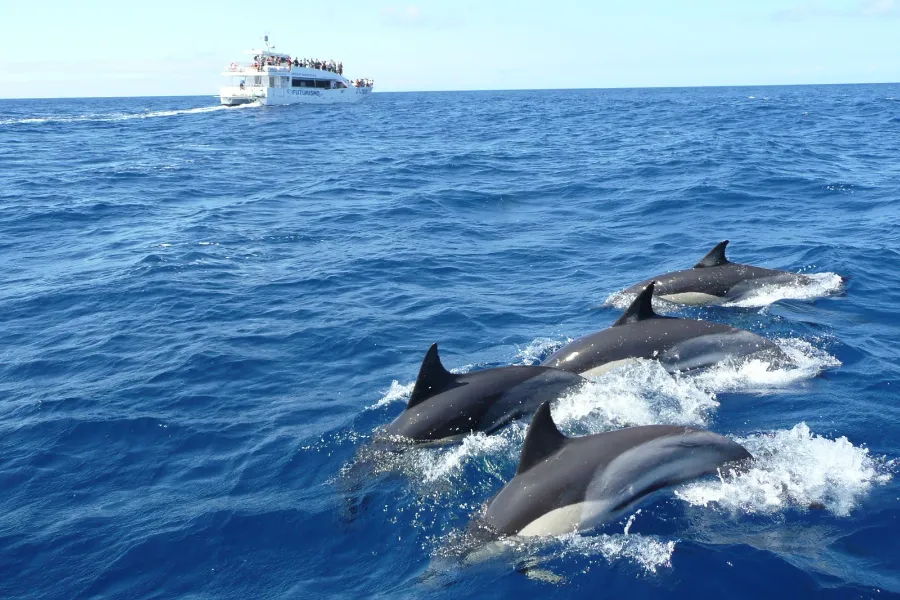 Mirissa Whale Watching & Galle Fort Tour – All-Inclusive Day Trip from Colombo or Bentota | Viathra Leisure