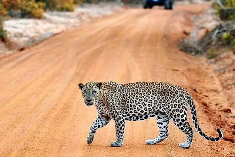 Wilpattu National Park Afternoon Safari – All-Inclusive Jeep Tour from Bentota, Colombo, Negombo, or Waikkal | Viathra Leisure