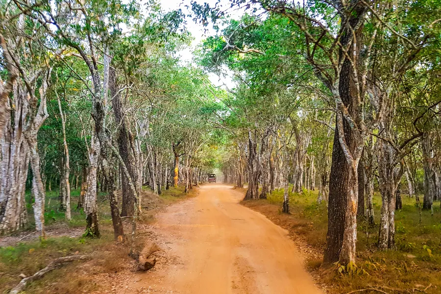 Wilpattu National Park Afternoon Safari – All-Inclusive Jeep Tour from Bentota, Colombo, Negombo, or Waikkal | Viathra Leisure