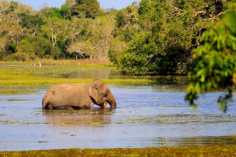 Wilpattu National Park Afternoon Safari – All-Inclusive Jeep Tour from Bentota, Colombo, Negombo, or Waikkal | Viathra Leisure