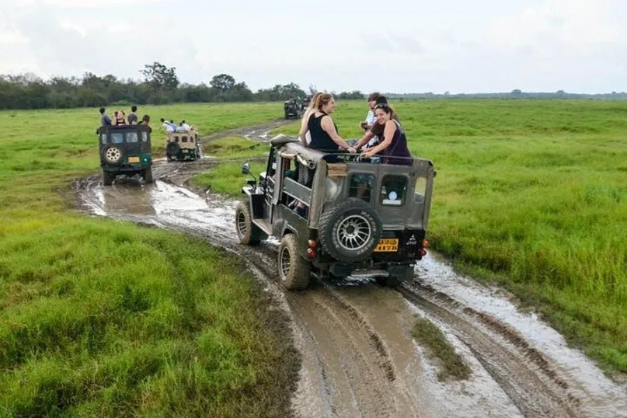 Wilpattu National Park Afternoon Safari – All-Inclusive Jeep Tour from Bentota, Colombo, Negombo, or Waikkal | Viathra Leisure