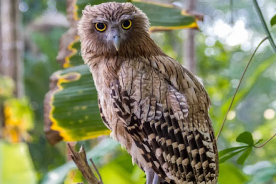 Wilpattu National Park Afternoon Safari – All-Inclusive Jeep Tour from Bentota, Colombo, Negombo, or Waikkal | Viathra Leisure
