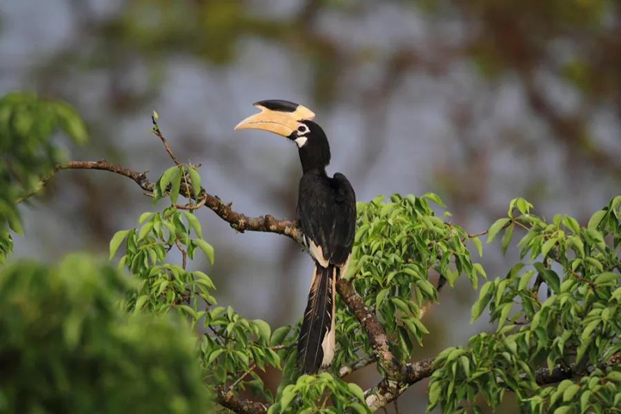Wilpattu National Park Afternoon Safari – All-Inclusive Jeep Tour from Bentota, Colombo, Negombo, or Waikkal | Viathra Leisure