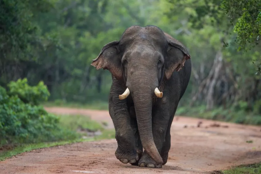 Wilpattu National Park Full-Day Safari – All-Inclusive Jeep Adventure from Colombo, Negombo, Bentota, or Waikkal private Sri Lanka tour