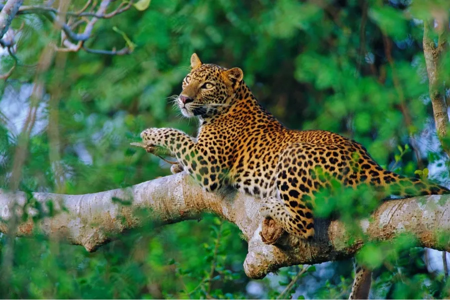 Wilpattu Morning Safari – All-Inclusive Wildlife Jeep Tour from Colombo, Negombo, Waikkal, or Bentota private Sri Lanka tour