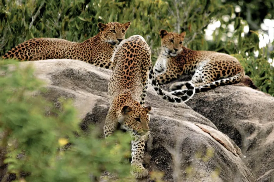 Yala National Park Full-Day Safari – All-Inclusive Jeep Adventure from Negombo, Colombo, Bentota, Galle,Tissamaharama, Kataragama, Weerawila, or Hambantota private Sri Lanka tour