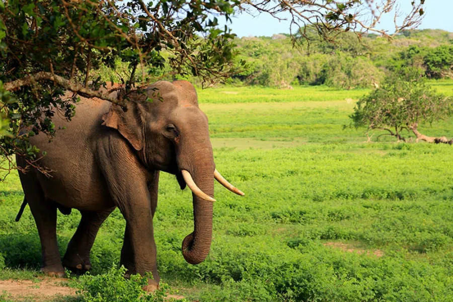 Yala National Park Afternoon Safari – All-Inclusive Jeep Tour from Colombo, Galle, Bentota & More | Viathra Leisure