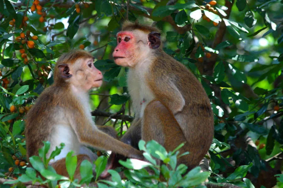 Yala National Park Afternoon Safari – All-Inclusive Jeep Tour from Colombo, Galle, Bentota & More | Viathra Leisure