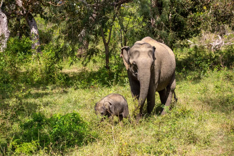 Yala National Park Afternoon Safari – All-Inclusive Jeep Tour from Colombo, Galle, Bentota & More | Viathra Leisure