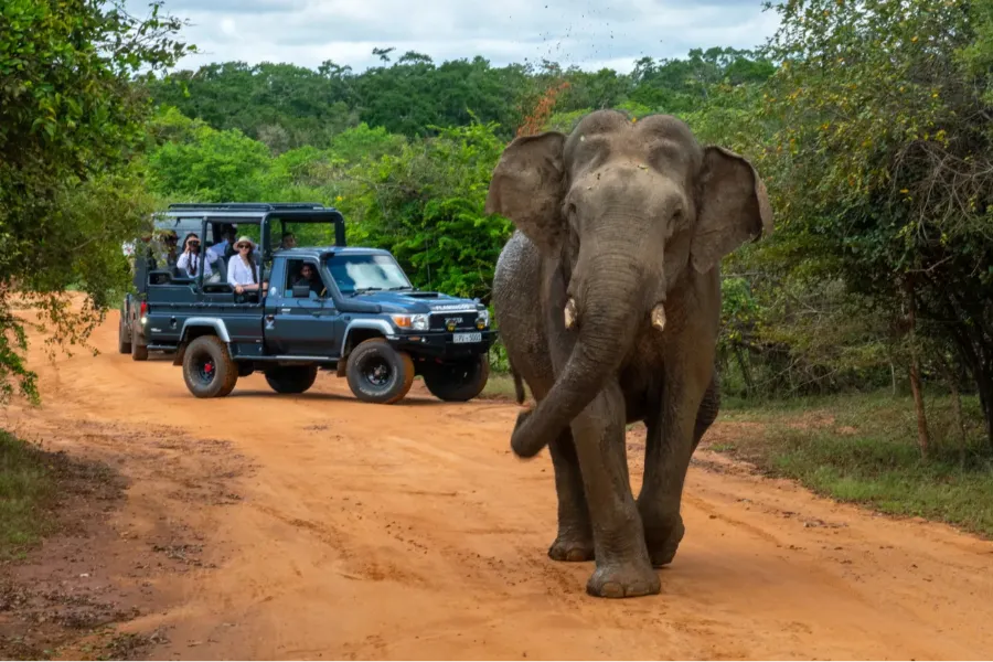 Yala Morning Safari – All-Inclusive Jeep Tour from Tissamaharama, Kataragama, Weerawila, or Hambantota