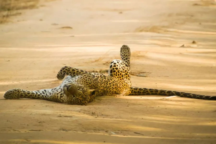 Yala Morning Safari – All-Inclusive Jeep Tour from Tissamaharama, Kataragama, Weerawila, or Hambantota