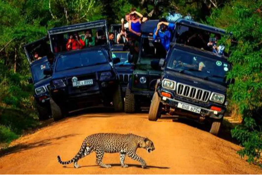 Yala Morning Safari – All-Inclusive Jeep Tour from Tissamaharama, Kataragama, Weerawila, or Hambantota