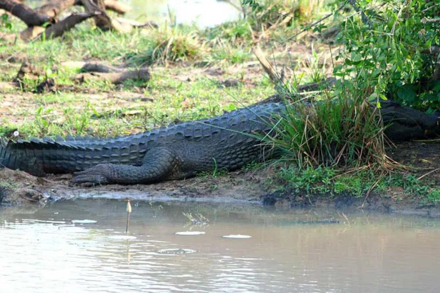 Yala Morning Safari – All-Inclusive Jeep Tour from Tissamaharama, Kataragama, Weerawila, or Hambantota